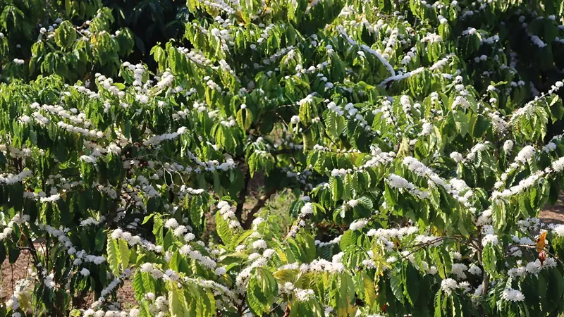 Hills in Gia Lai Province whitened by coffee flowers