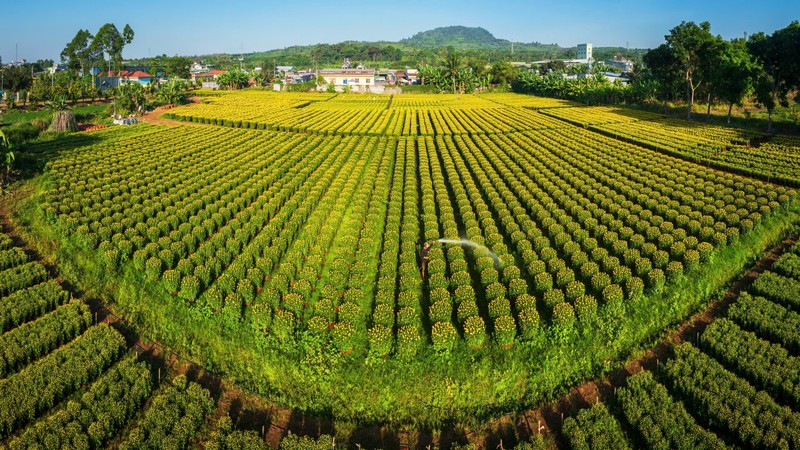 Spring atmosphere spreads across flower villages