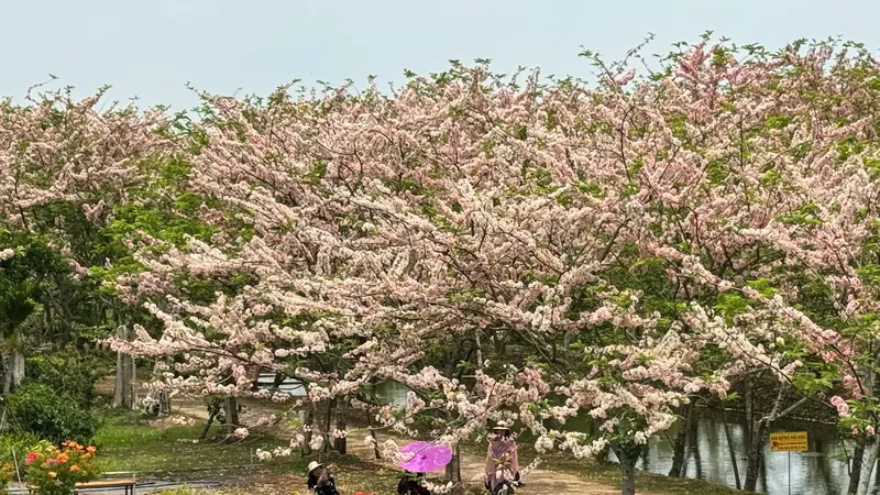 Cherry blossom garden in Sa Dec draws crowds