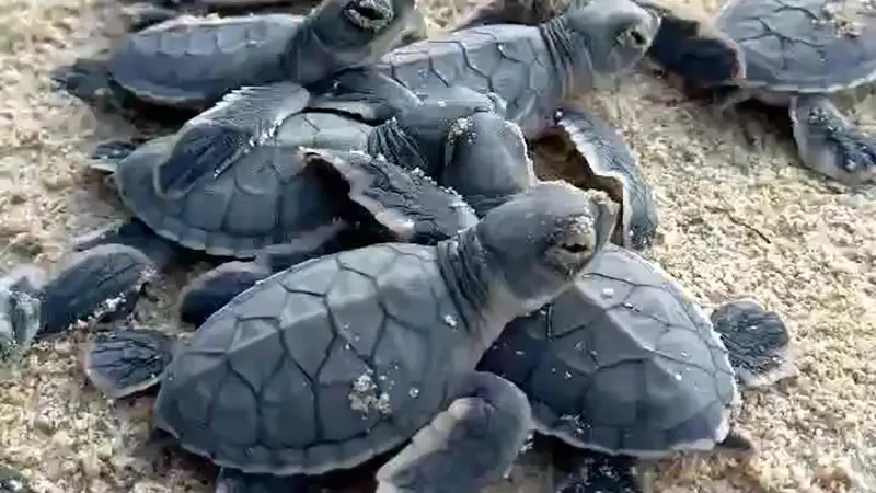 Con Dao National Park releases over 5,600 hatchling turtles into sea