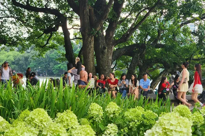 Matcha-green hydrangeas draw visitors to Hoan Kiem Lake