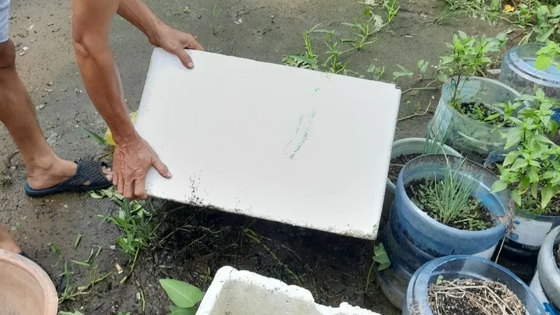Diệt lăng quăng để phòng chống sốt xuất huyết