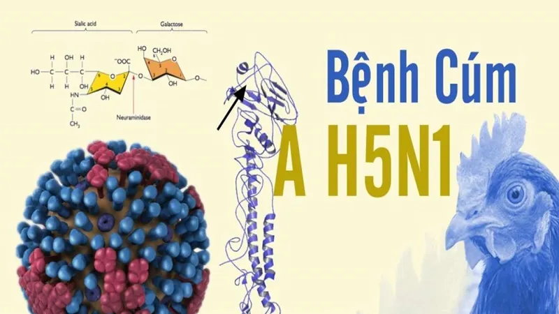 Giám sát chặt người nhập cảnh đi - đến - ở từ vùng có dịch cúm A (H5N1)