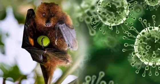 TPHCM tăng cường giám sát tại các cửa khẩu quốc tế để phòng chống bệnh Nipah