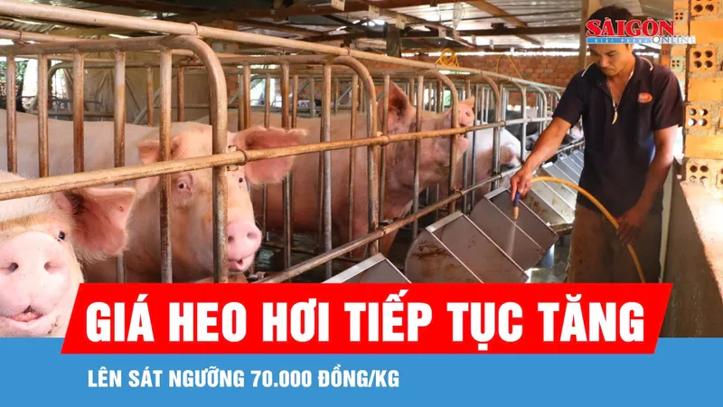 Giá heo hơi tăng sát ngưỡng 70.000 đồng/kg
