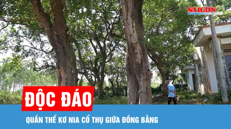 Độc đáo quần thể kơ nia cổ thụ giữa đồng bằng 