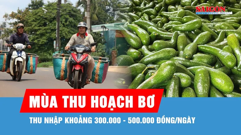Ngược xuôi gom bơ mùa thu hoạch