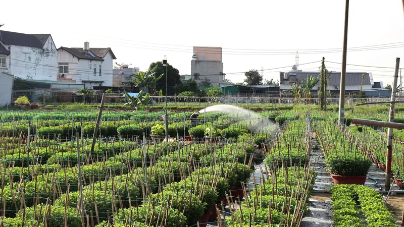 Để có được chậu hoa cúc đại đóa đẹp, người trồng phải trải qua 5 tháng chăm sóc liên tục.
