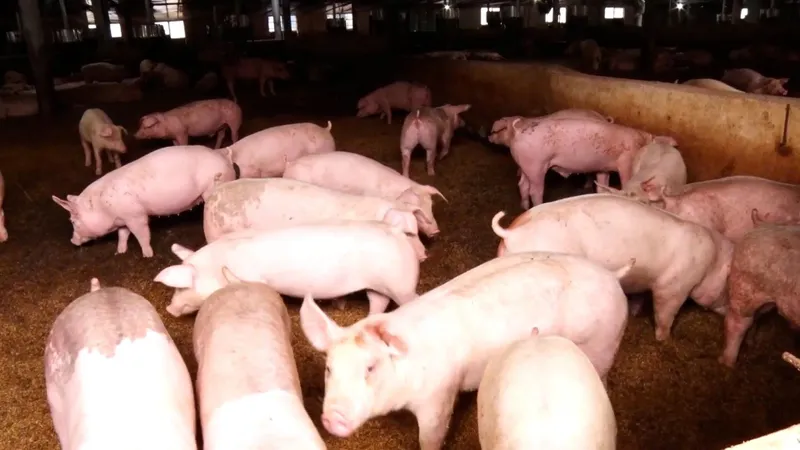 Heo hơi ở TPHCM đang được bán với giá 65.000 đồng/kg