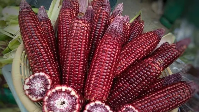 Giống bắp Nữ Hoàng Đỏ ăn tươi được