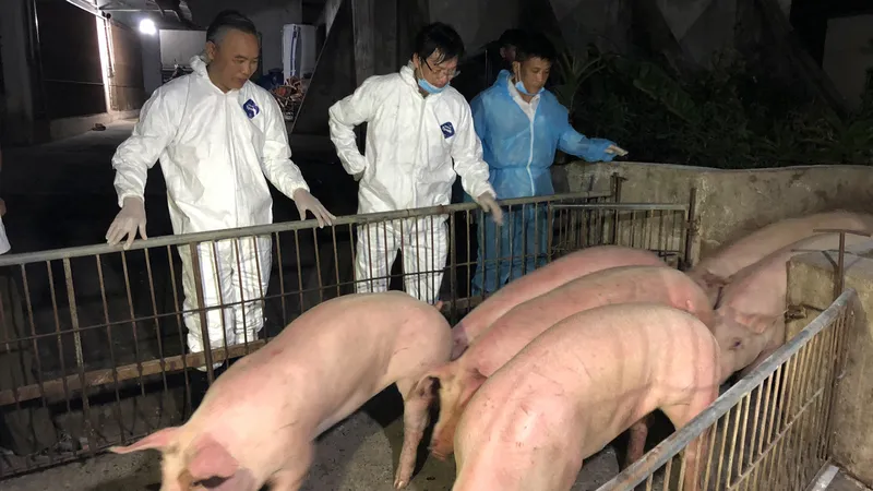 Hơn 300 heo giống Thái Lan đầu tiên nhập về Đồng Nai