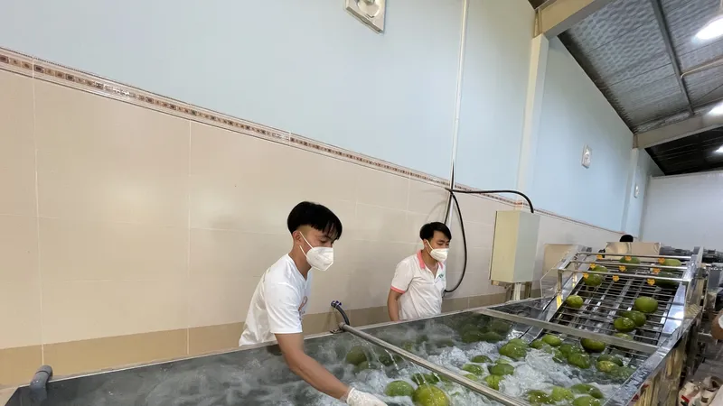 Xuất khẩu bưởi sang Canada nhờ dự án Phát triển hợp tác xã Việt Nam