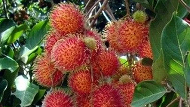 Cảnh báo vi phạm dư lượng thuốc trừ sâu vượt quá quy định của EU
