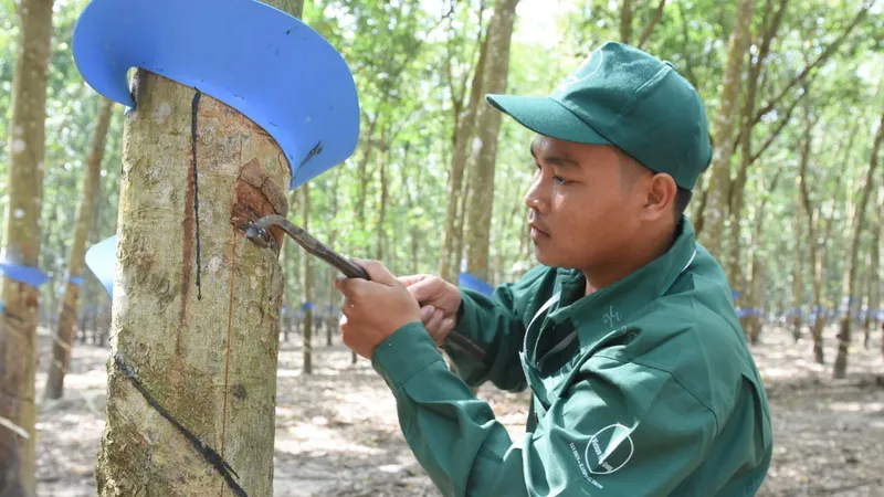 Tập đoàn Cao su Việt Nam đạt 11.000 tỷ đồng trong 6 tháng đầu năm 2022