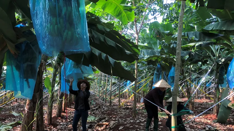 Diện tích cao su tăng giá trị nhờ trồng luân canh với cây chuối, mía, mít...