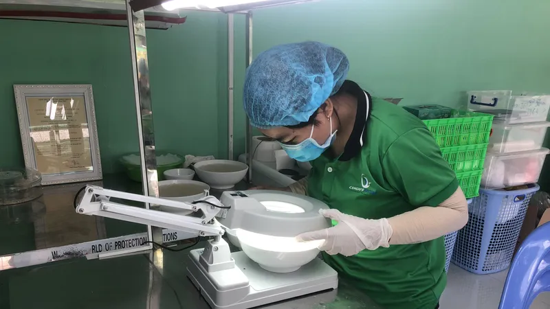 Tổ yến xuất khẩu phải đáp ứng những điều kiện nào?