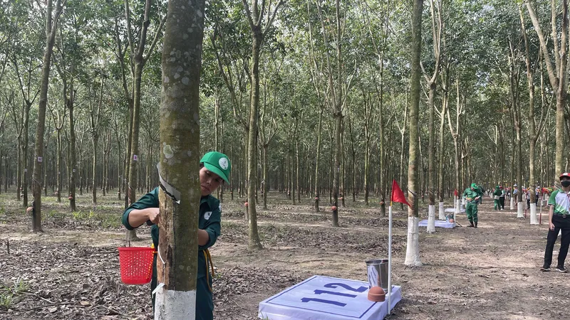 Hội thi Bàn tay vàng khai thác mủ cao su lần thứ 12 năm 2022 có 325 thí sinh đến từ 64 đội thi