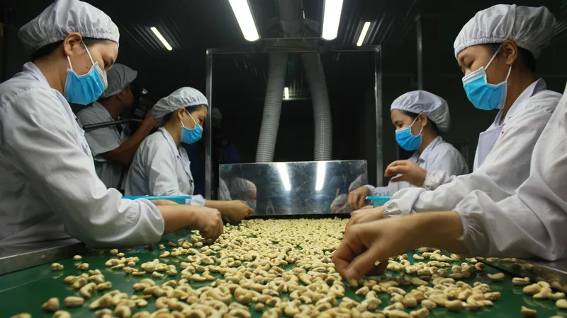 Xuất khẩu điều đạt hơn 3 tỷ USD, không còn tăng trưởng sau 10 năm liên tục