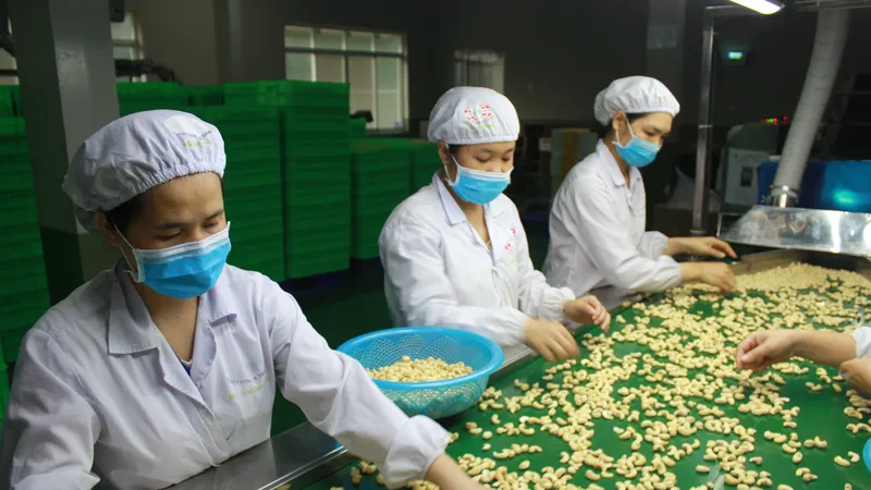 Xuất hiện thêm chiêu lừa xuất khẩu hạt điều 