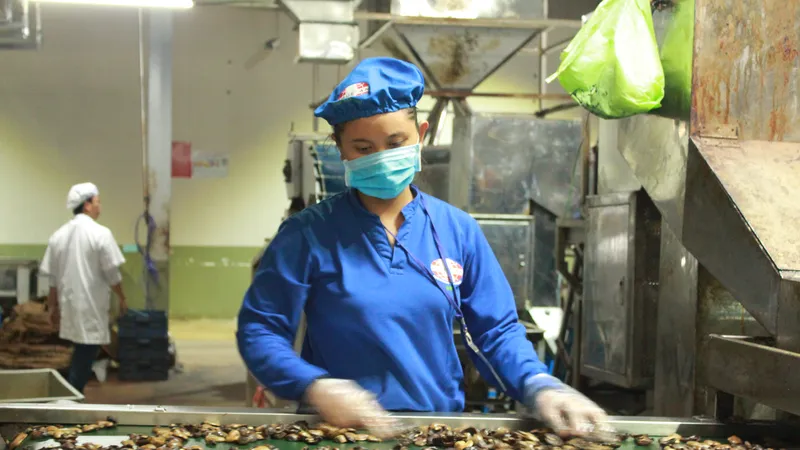 Xuất khẩu ngành điều kỳ vọng đạt hơn 3 tỷ USD năm 2023
