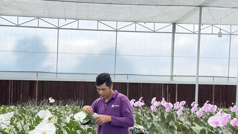 Nhờ vay thông thoáng, người dân Ninh Sơn mạnh dạn đầu tư nông nghiệp