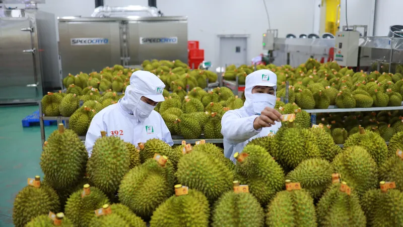 Xuất khẩu nông sản tươi luôn cần giấy kiểm dịch thực vật