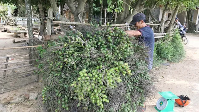 Cau trúng mùa, được giá