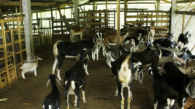 Quảng Ngãi: Phòng, chống rét cho gia súc, gia cầm