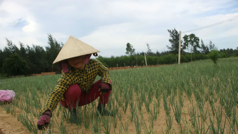 Hành tím Bình Hải