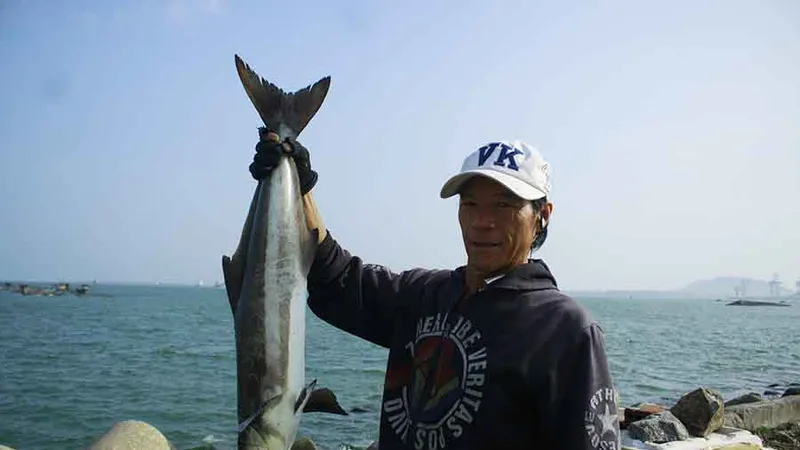 Cá bớp giá 200 nghìn đồng/kg