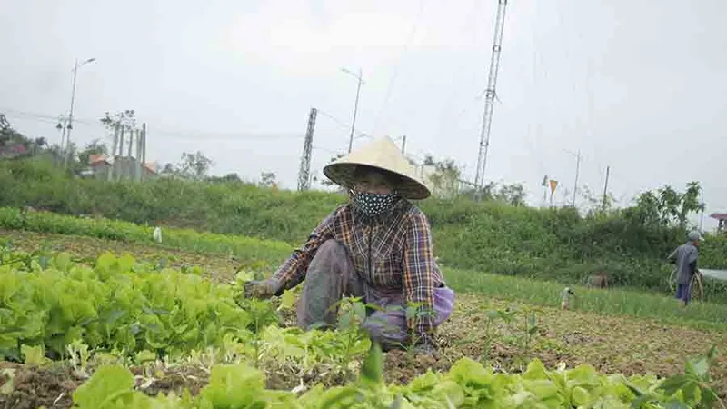 Xà lách, dưa leo 1.000 đồng/kg, nông dân điêu đứng
