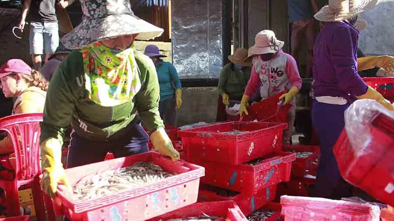 Ngư dân được mùa cá cơm đầu năm. Ảnh: NGUYỄN TRANG