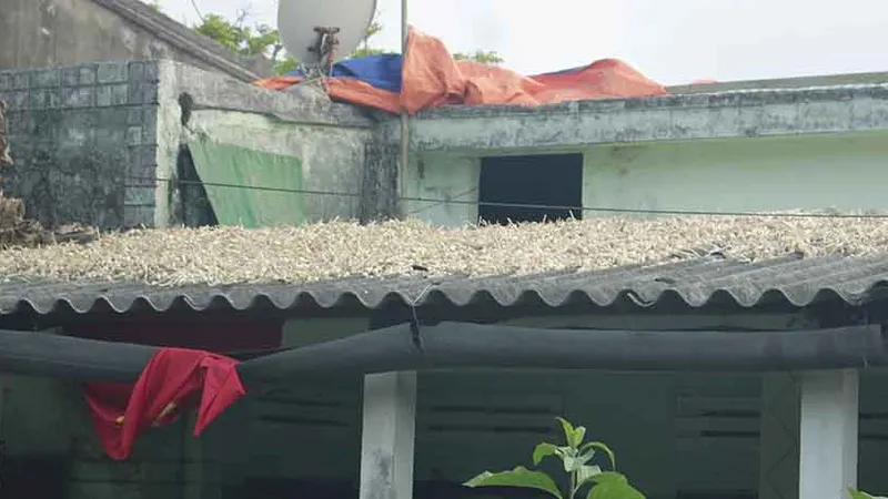 Người dân Lý Sơn phơi tỏi trên nóc nhà