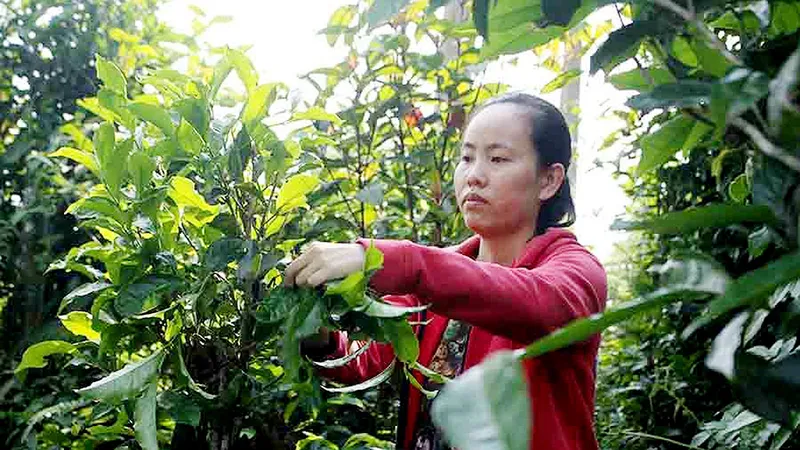 Mùa hái chè ở Trà Nham Tây Trà Quảng Ngãi
