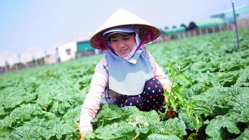 Sơ kết sản xuất trồng trọt năm 2018 các tỉnh duyên hải Nam Trung Bộ và Tây Nguyên