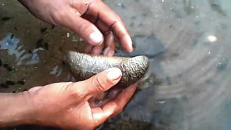 nuôi hải sâm