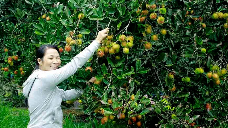 Người dân Quảng Ngãi được mùa trái cây
