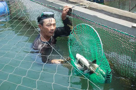 Vụ cá chết hàng loạt ở Quảng Ngãi: Chưa giải quyết thỏa đáng cho người nuôi cá bị thiệt hại