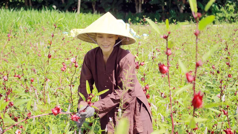 Chị Hà trong vườn Atiso đỏ đang kết quả. Ảnh: NGUYỄN TRANG