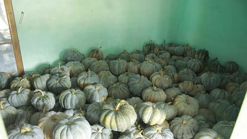 bí đỏ chất đầy nhà vì bán không được