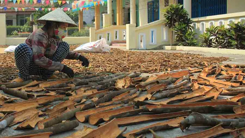 Quảng Ngãi: Dân đổ xô trồng quế