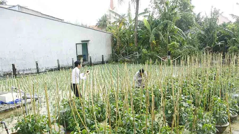 Trồng hoa tết trên đảo Lý Sơn (Quảng Ngãi)