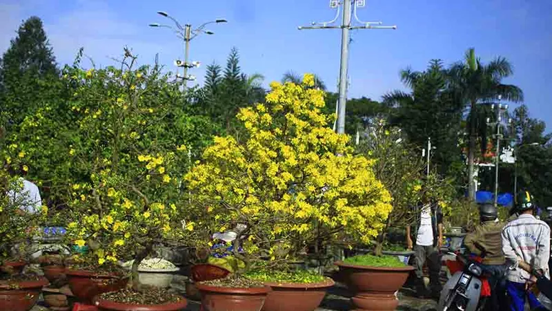 Chợ hoa tết ở Quảng Ngãi