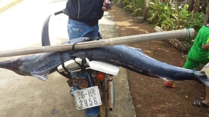 Cá cờ gòn dài hơn 1,5m 
