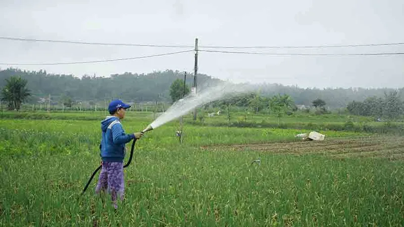Quảng Ngãi: Rau xanh tăng giá mở chợ đầu năm