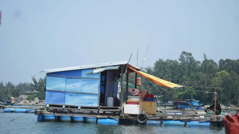 Giải quyết dứt điểm nuôi cá lồng bè tự phát tại khu vực biển và sông Trà Bồng (Quảng Ngãi)