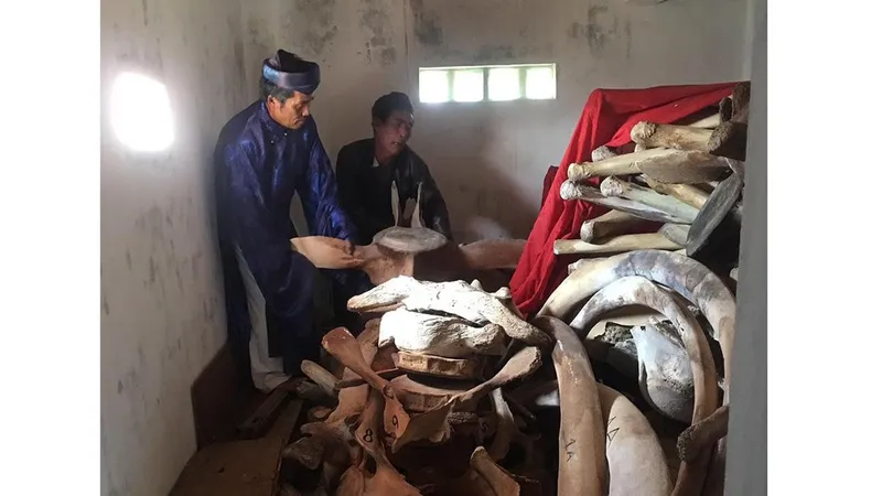 Quảng Ngãi: 14 tỷ đồng phục dựng bộ xương cá voi 