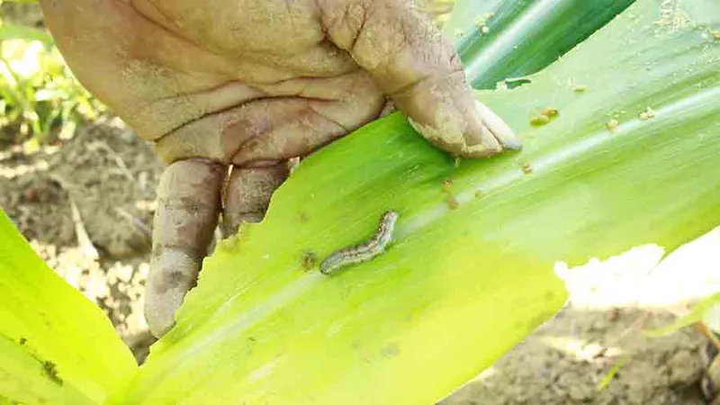  “Kẻ hủy diệt” sâu keo mùa thu gây hại cây bắp ở Quảng Ngãi
