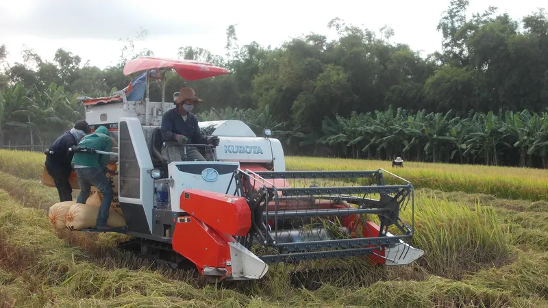 Quảng Ngãi: Nông dân khẩn trương thu hoạch trước bão Podul