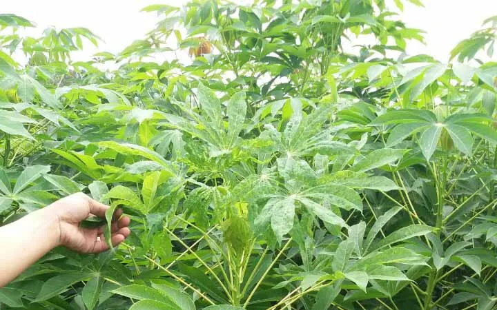 57ha khoai mì của nông dân Quảng Ngãi bị bệnh khảm lá
